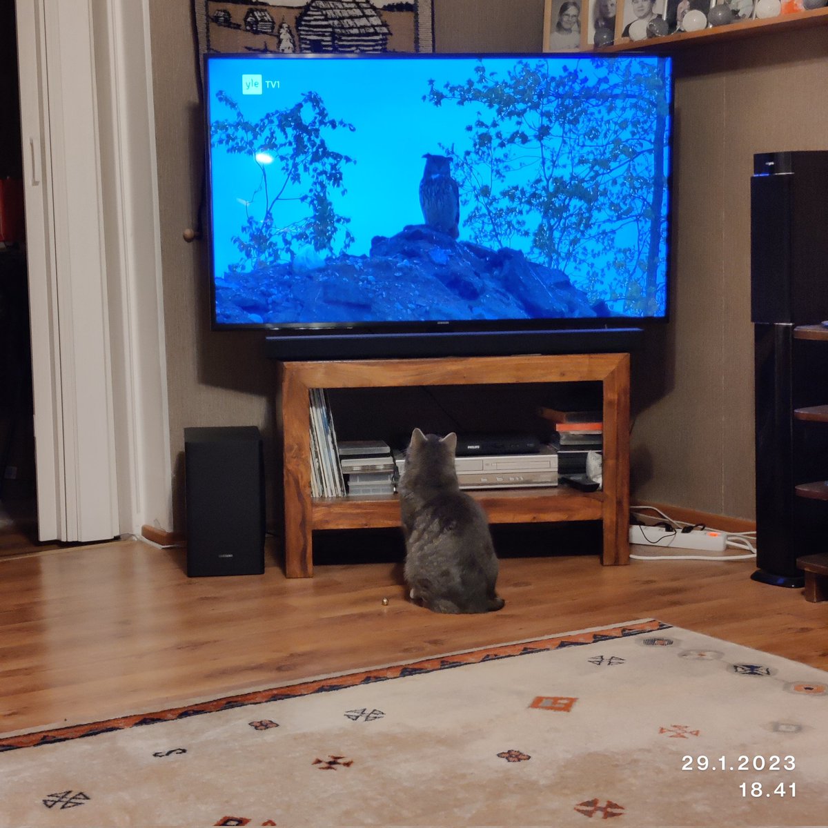 rintala_sirpa's tweet photo. Pätkän lempiohjema
#pätkämöttönen
#CatsOfTwitter
#instakissa https://t.co/whqL6SKIJ2