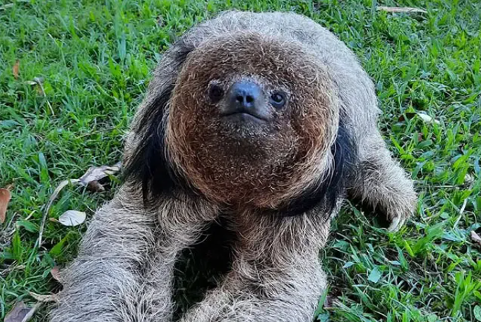 Featured Creature tweet media