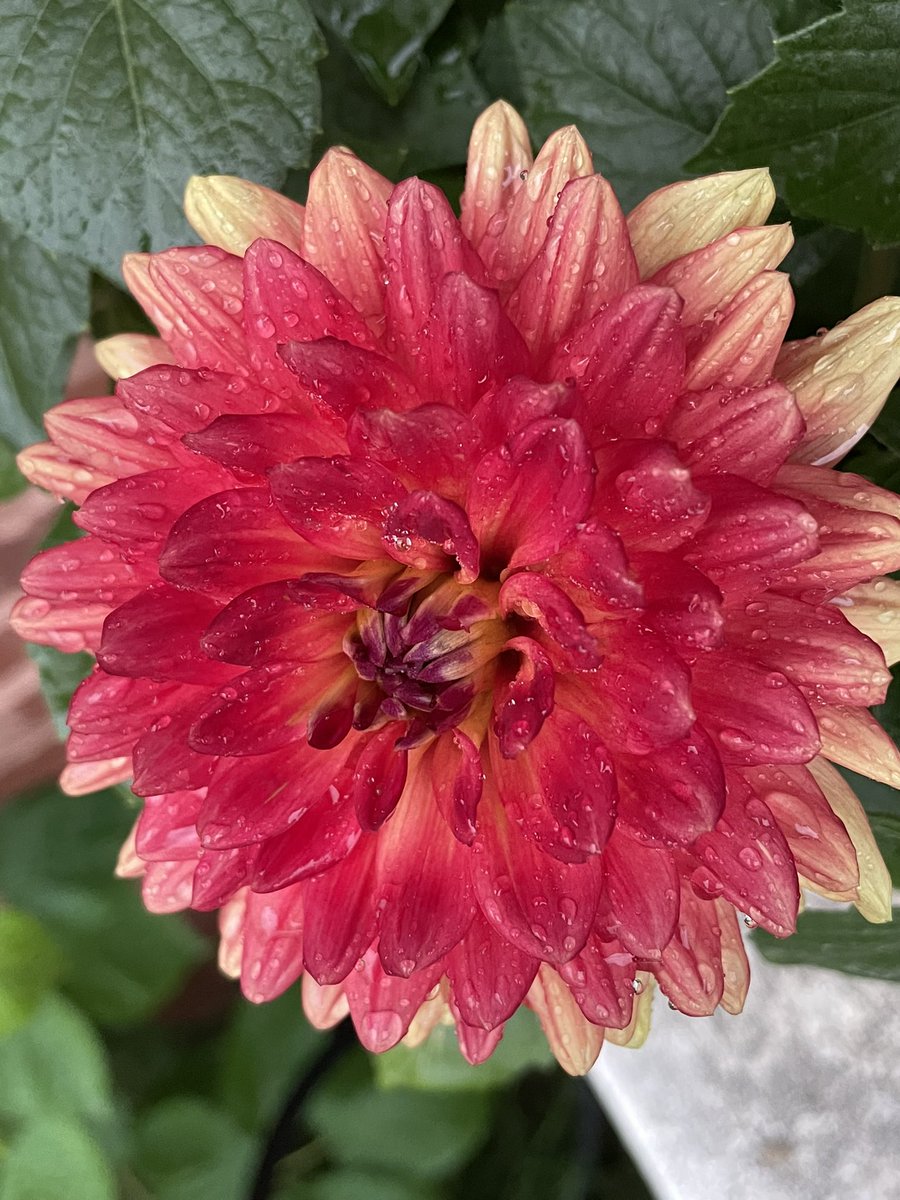calicokid's tweet photo. @3d_india @SunnySweetGaia Dahlia in Oregon https://t.co/q9P1sQXeqd