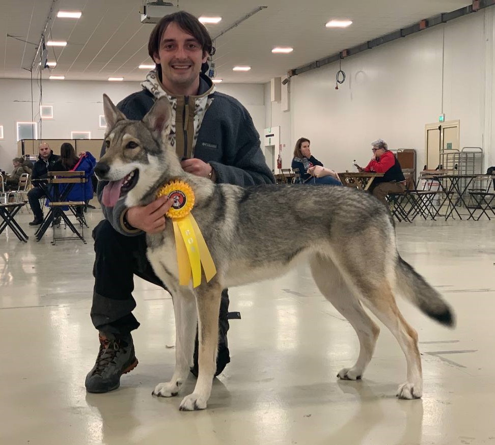 DiFossombrone's tweet photo. * FOSSOMBRONE vince 4 BEST OF BREED al "ROMAGNA WINNER" di Cesena 2023 !!! 

1 Podio nel BEST IN SHOW e 1 Titolo di Campione Italiano Veterano!

#fosteam #saarloos #difossombrone #allevamentodifossombrone #sempreunpassoavanti https://t.co/emmARkMNVU