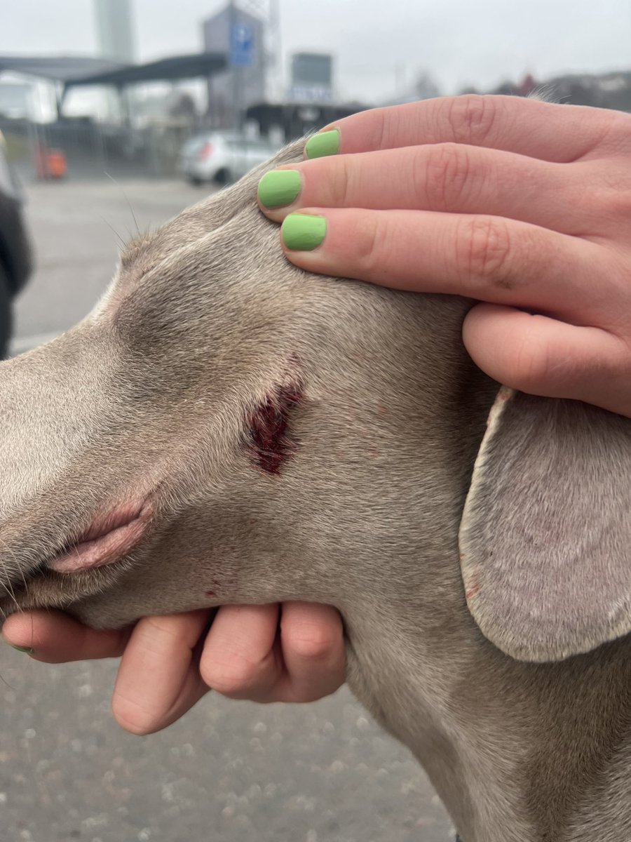 iidaivarsson_'s tweet photo. Siv mår bra och vi har kontakt med veterinär. Jag hoppas innerligen att detta inte har skapat rädsla för andra hundar hos henne. Mitt lilla hjärta! Resterande av kvällen blir det mys. https://t.co/nugZHWtKva