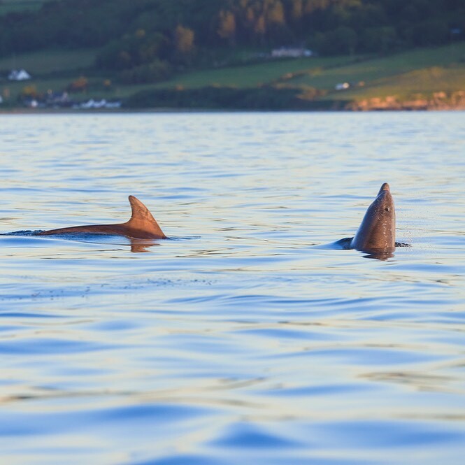 Poppit Sands!

A favourite beach for many, including bottlenose dolphins, which can sometimes be seen fishing, playing and passing by.

#poppitsands #bottlenosedolphin #cardiganbay #wildlifeboattrips #abaytoremember #ceredigion #pembrokeshire #visitwales… instagr.am/p/CoAUuwzDF7n/