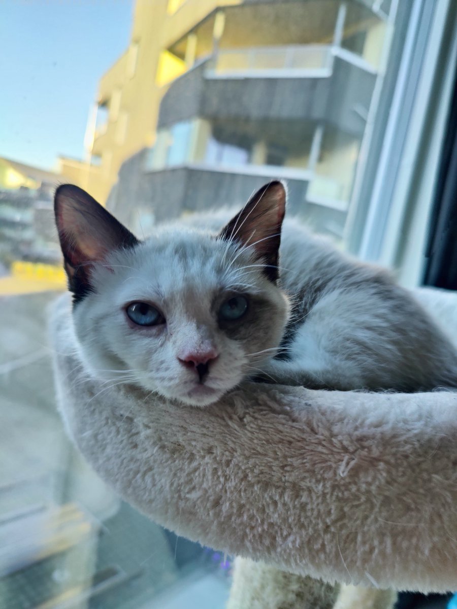 ragfurs's tweet photo. @YogaGer big chillin https://t.co/vGHyZ3FmNA