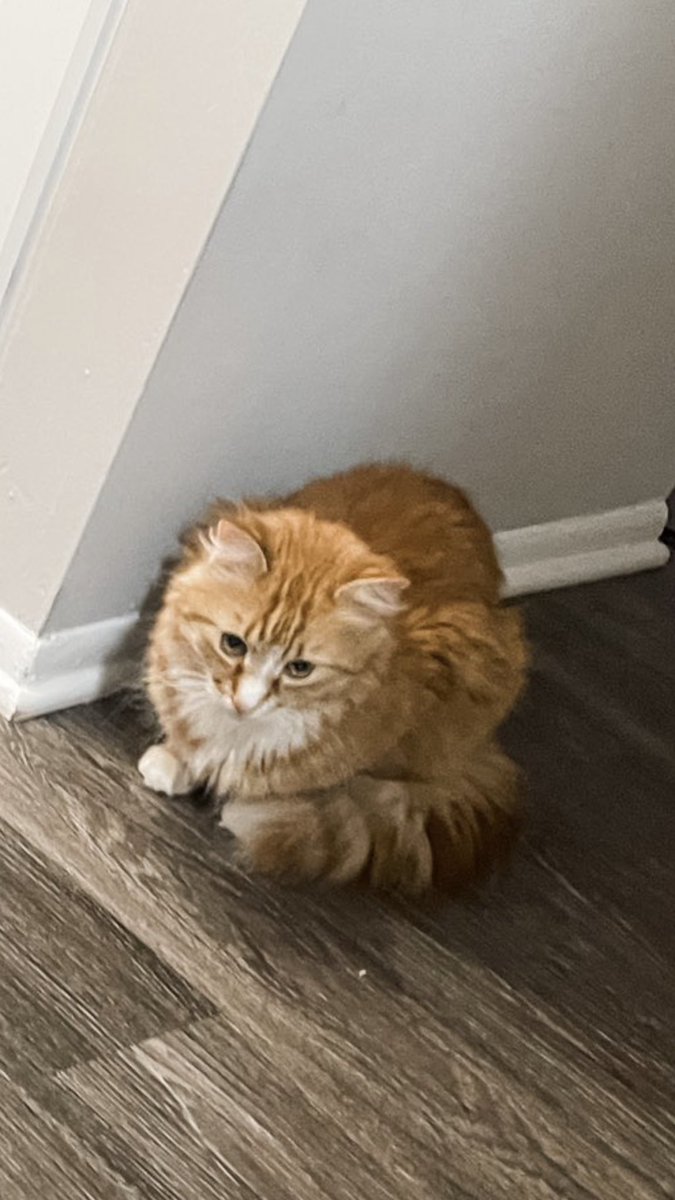 a horse with no bones tweet media