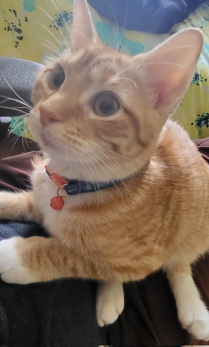 Cat on the owner's legs