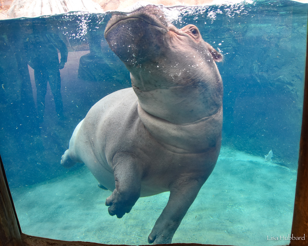 Pat on Twitter: "RT @CincinnatiZoo: The Hippo Cove bloat! A group of