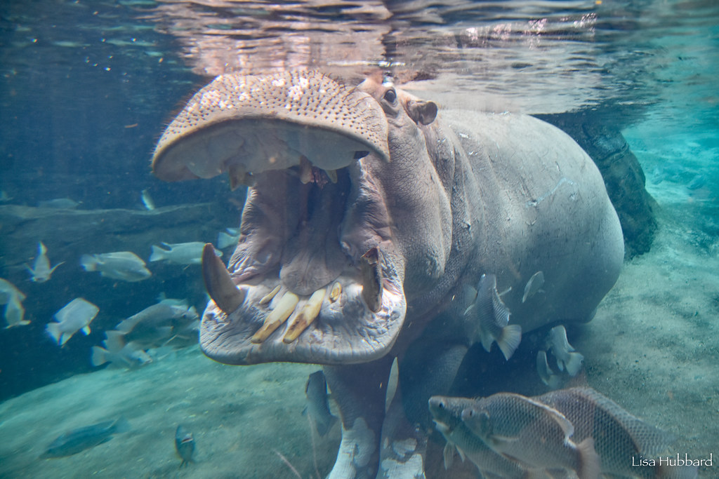Pat on Twitter: "RT @CincinnatiZoo: The Hippo Cove bloat! A group of