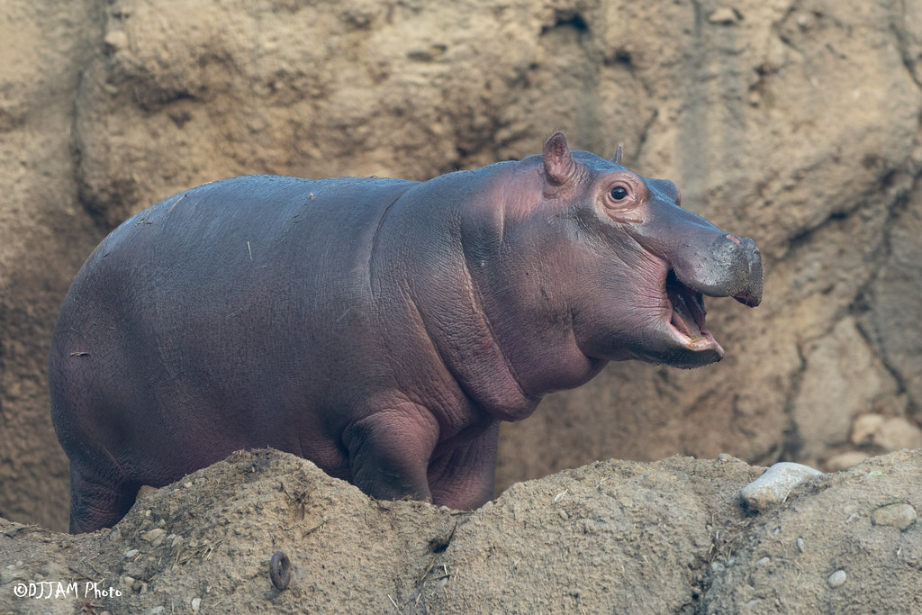 Cincinnati Zoo on Twitter: "The Hippo Cove bloat! A group of hippos is