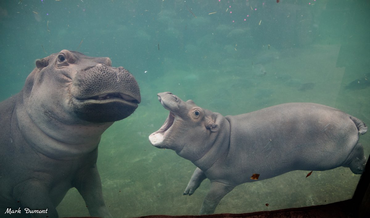 Pat on Twitter: "RT @CincinnatiZoo: The Hippo Cove bloat! A group of