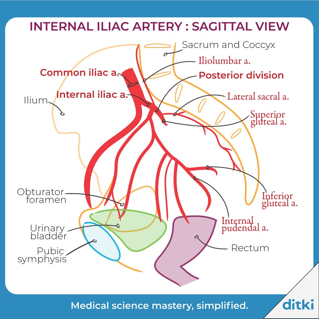 Here we show the Posterior Division of the internal iliac artery - to learn about the Anterior Division, click here: l8r.it/h6Ng

#ditki #usmle #meded #medschool #medstudent  #vascularsystem #iliacartery
#pance #physicianassistant #medicine #nurse #premed #mcat #mbbs