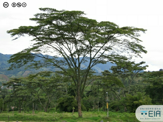 ElYonaguno's tweet photo. Este es el carbonero pisquin, mi favorito en el mundo que belleza de árbol. https://t.co/uGm7WvjDyF