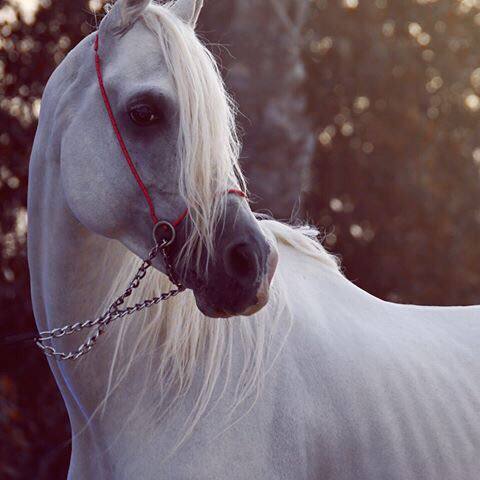 عندما تقول للشخص انا أثق بك 
ف تلك أعظم من انا أحبك 
العبرة في تسليم العقل والروح وليس فقط القلب..♡