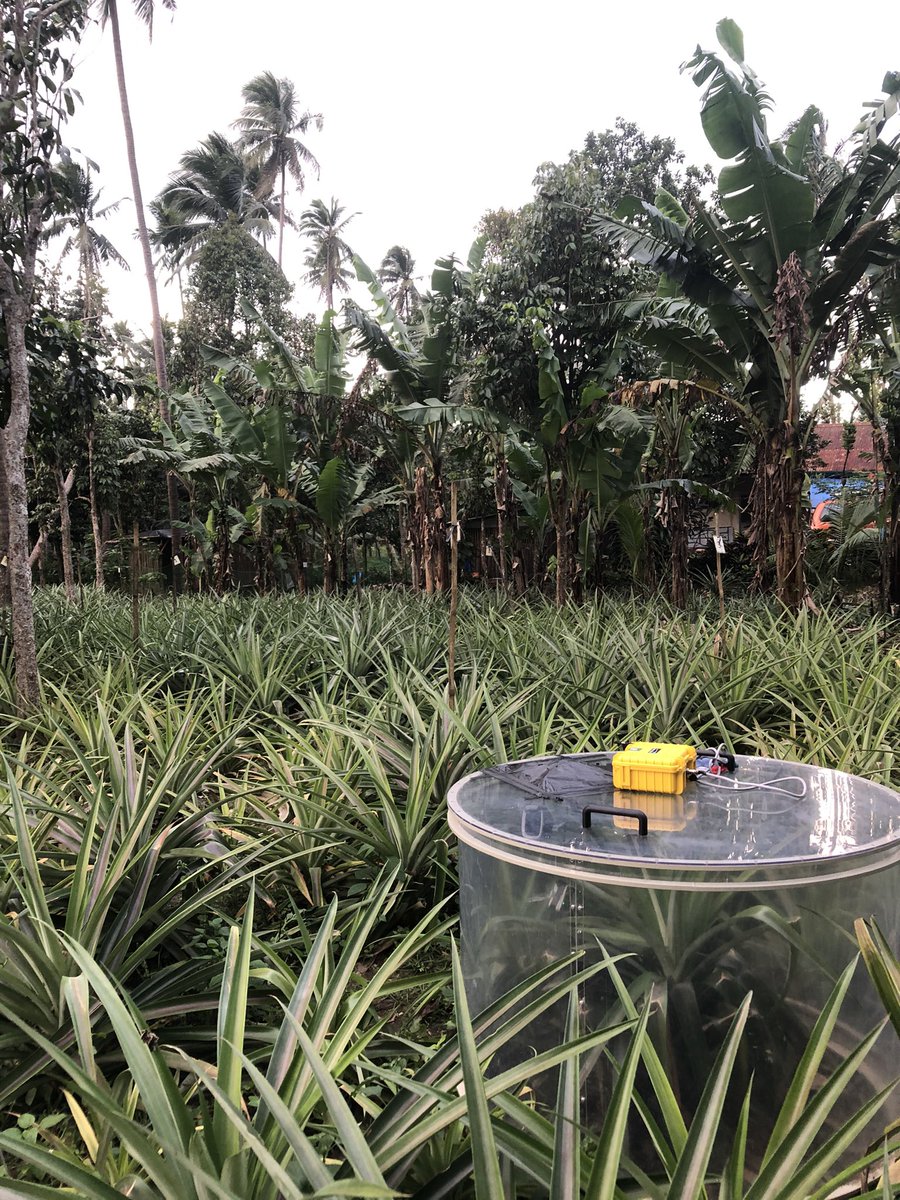 rePRISING_'s tweet photo. One year later and our Minion loggers for CO2 measurements and WallE for spectral vegetation indices are still at work 💪🏼 Our pineapple plants are looking good too (despite the crazy typhoons)!🍍 #MonkshillLab @zalf_leibniz https://t.co/cEYfjo7XiO