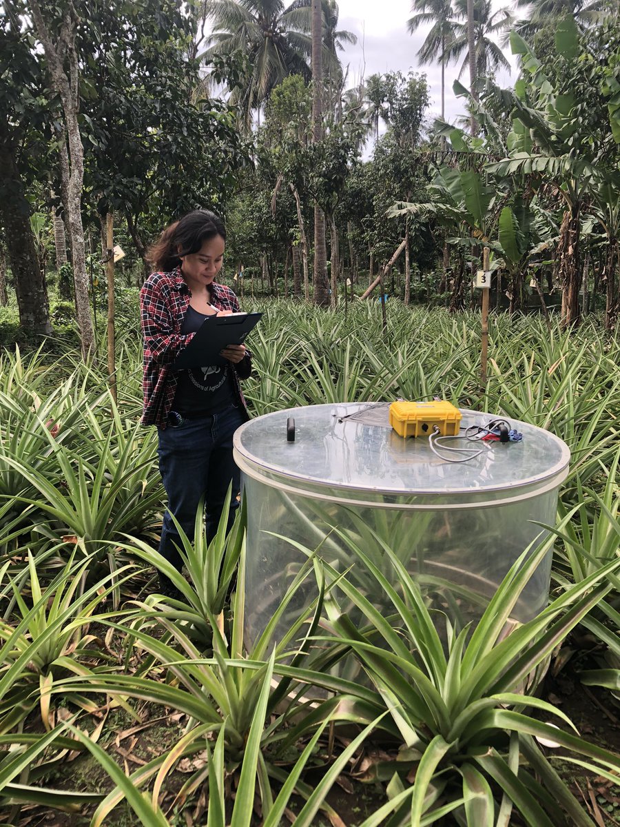 rePRISING_'s tweet photo. One year later and our Minion loggers for CO2 measurements and WallE for spectral vegetation indices are still at work 💪🏼 Our pineapple plants are looking good too (despite the crazy typhoons)!🍍 #MonkshillLab @zalf_leibniz https://t.co/cEYfjo7XiO