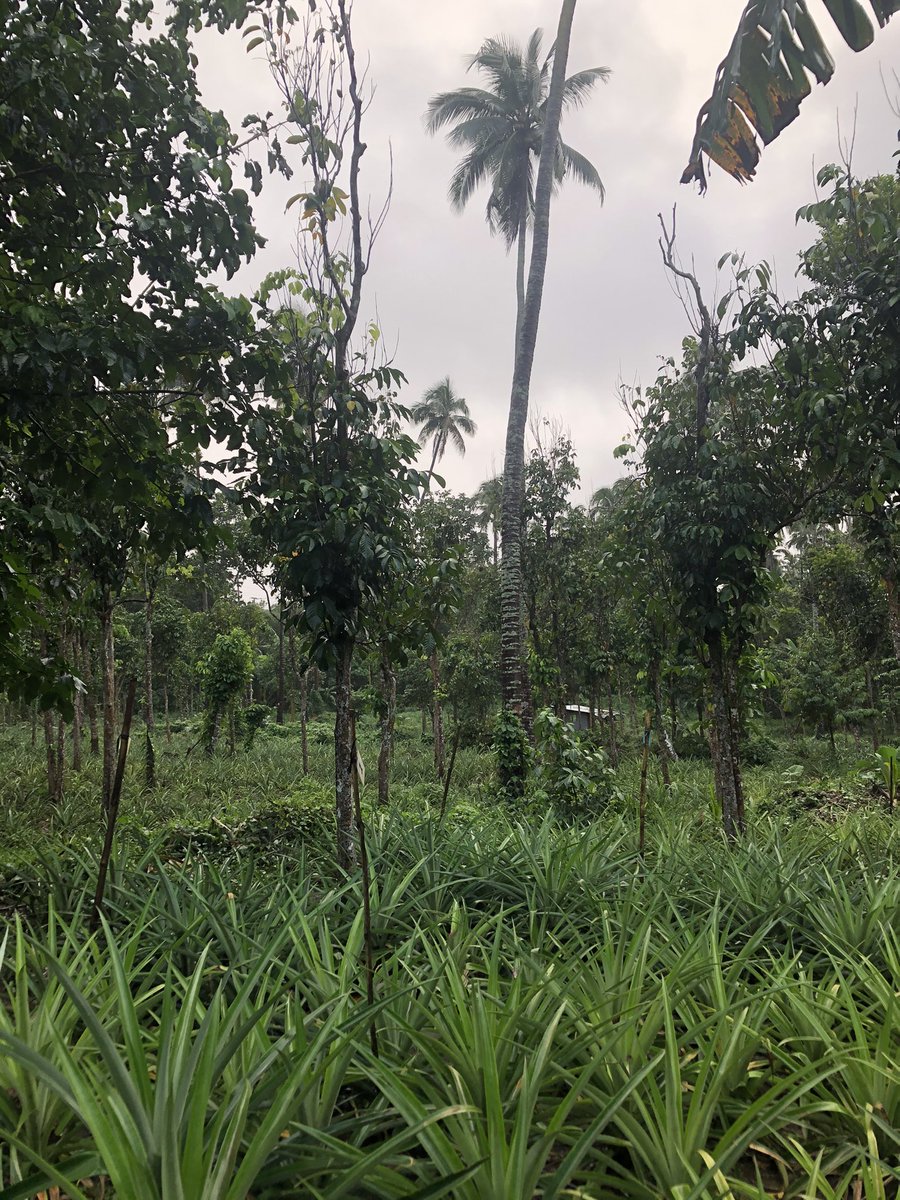 rePRISING_'s tweet photo. One year later and our Minion loggers for CO2 measurements and WallE for spectral vegetation indices are still at work 💪🏼 Our pineapple plants are looking good too (despite the crazy typhoons)!🍍 #MonkshillLab @zalf_leibniz https://t.co/cEYfjo7XiO