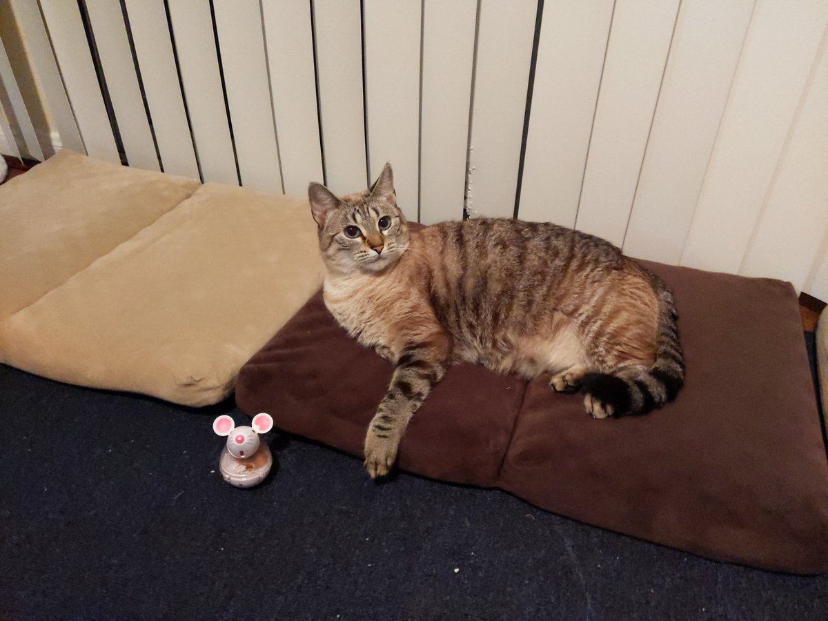 TheMaleGays 🏳️‍🌈🏳️‍⚧️ tweet media