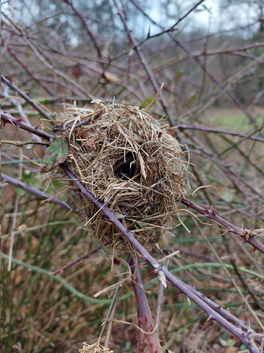 We have loads of harvest mice here. 
I want to do a blog and I'd like to buy a nice photo of a harvest mouse, preferably on brambles. Can anyone help me?
#smallmammals #harvestmouse