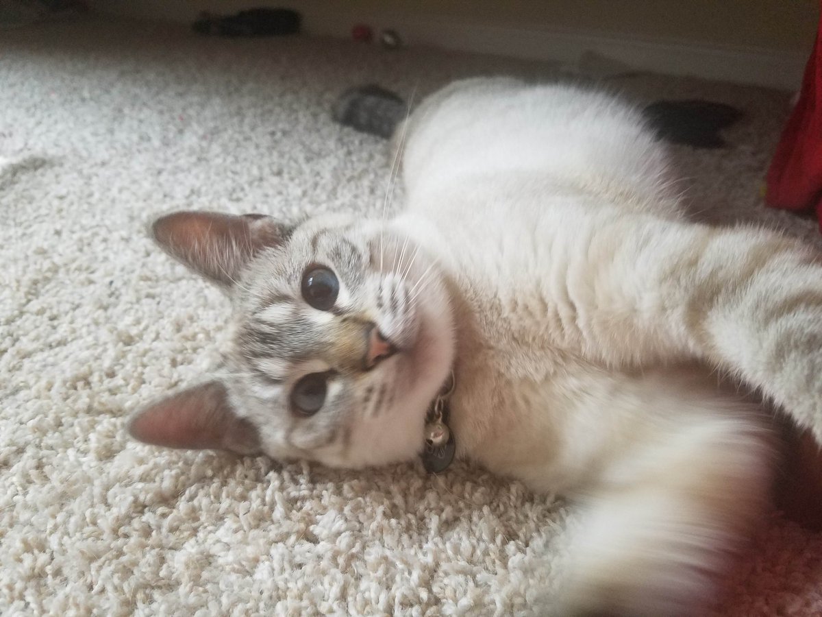 TheMaleGays 🏳️‍🌈🏳️‍⚧️ tweet media