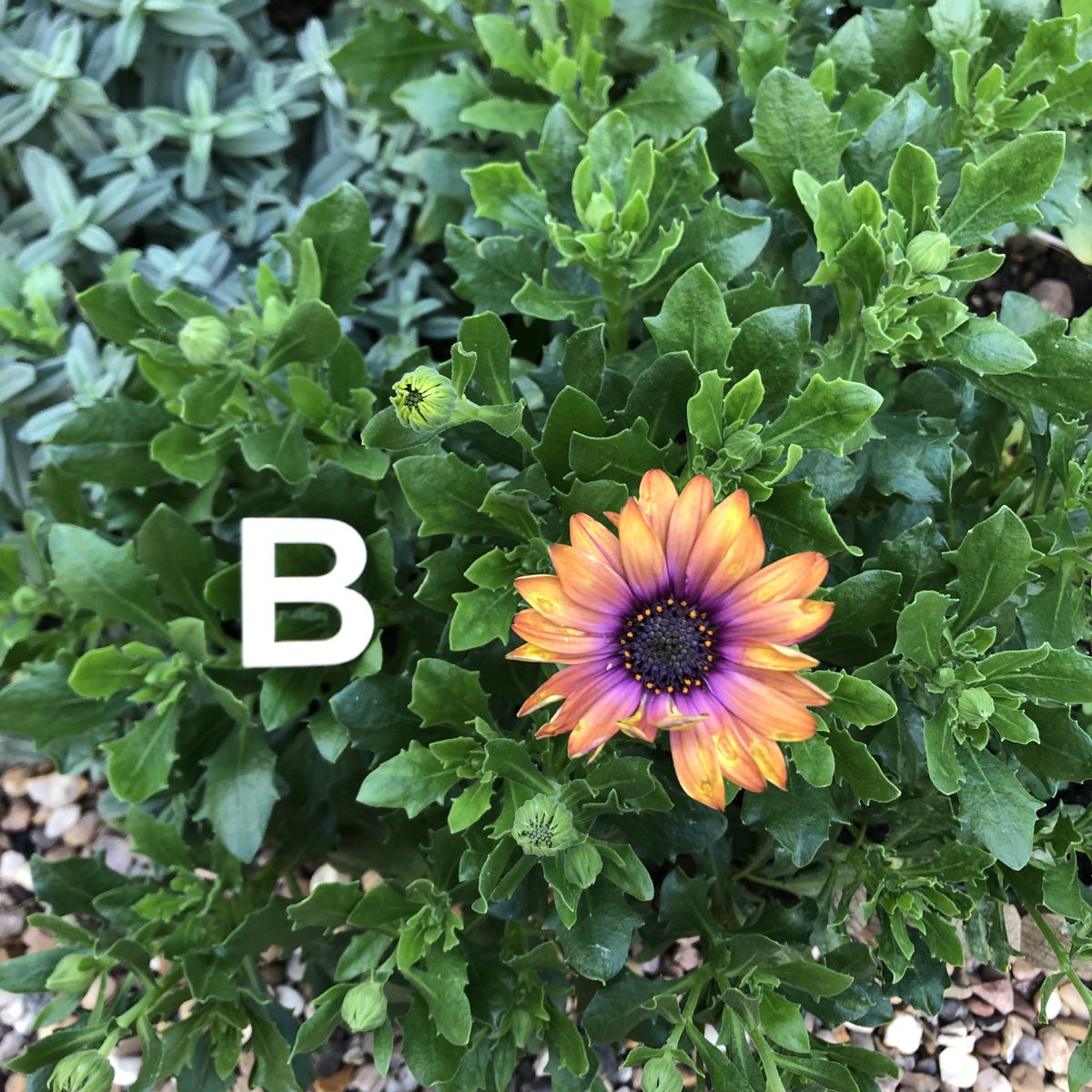 MissPhonicsYT's tweet photo. Learn the 'b' sound with Miss Phonics! 📚 #phonetics #learning #earlyreading #parenting #parentstalk https://t.co/Kf8Ah73wIk https://t.co/7iqEfDd3TV