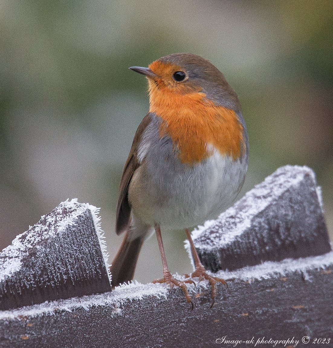 imageuk1's tweet photo. Robin #ThePhotoHour #500pxrt #Birds #Robins #Winterwatch #TwitterNatureCommunity #birdphotography #wildlifephotography @Natures_Voice https://t.co/Zm02fUcBwT