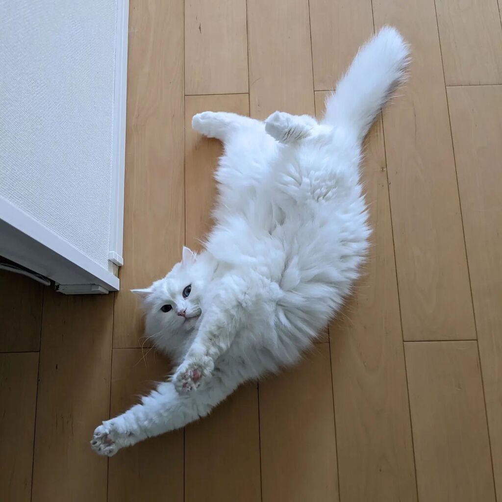 rosa2020071's tweet photo. #cat #CatsOfTwitter #ねこ from https://t.co/BKylP21zzI https://t.co/wMWZfMZmxr