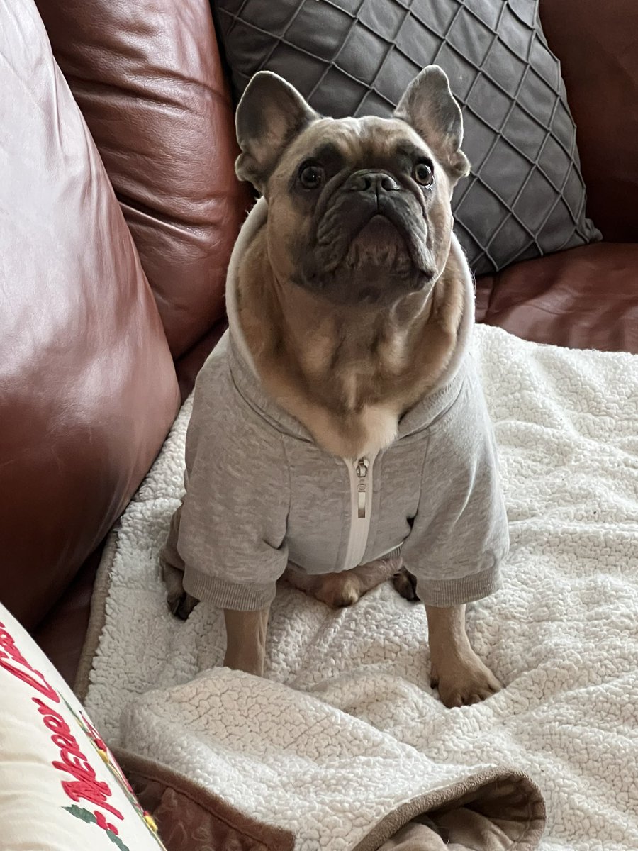 AuNewt's tweet photo. Mom and dad keep promising to get me a brother or sister. 

Mom wants a chihuahua named Barkley. Dad wants to name it El Chapo. 

I don’t give a damn. I just want to whip a man’s ass. https://t.co/oxZ7DYk97O