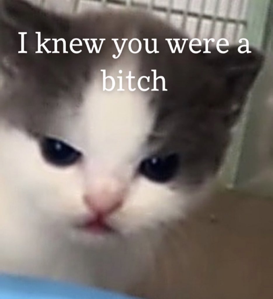 Posts Of Cats (@postsofcats) on Twitter photo 