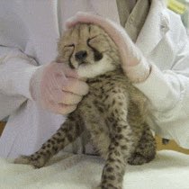 DALoebel's tweet image. I want a cheetah cub !#cheetahcub