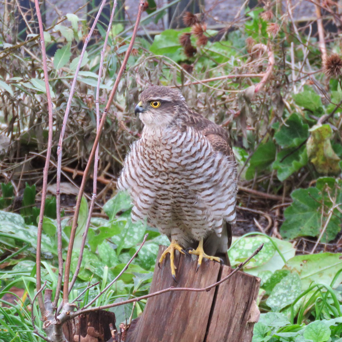 Peeking out the window counting feathered friends #BigGardenBirdWatch Sparrow hawk looks perplexed, poss thinking “some folk must hate nature from grubbing out healthy hedgerow for ugly useless fence panels” You can have boundaries as made a picket fence, nature’s welcome here