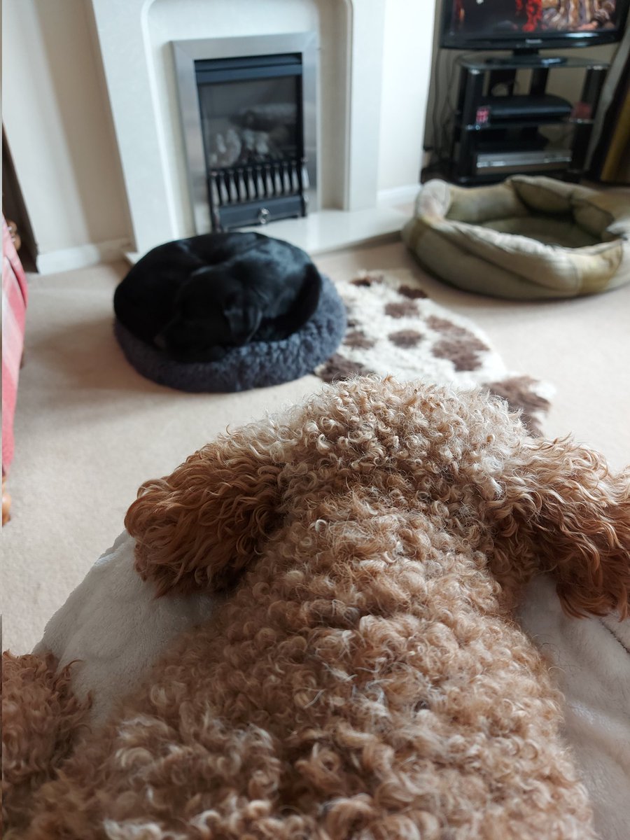 Daughter's cavapoo Wanda on my lap,  our Finn squeezed on Wanda's bedding! #blacklabradors