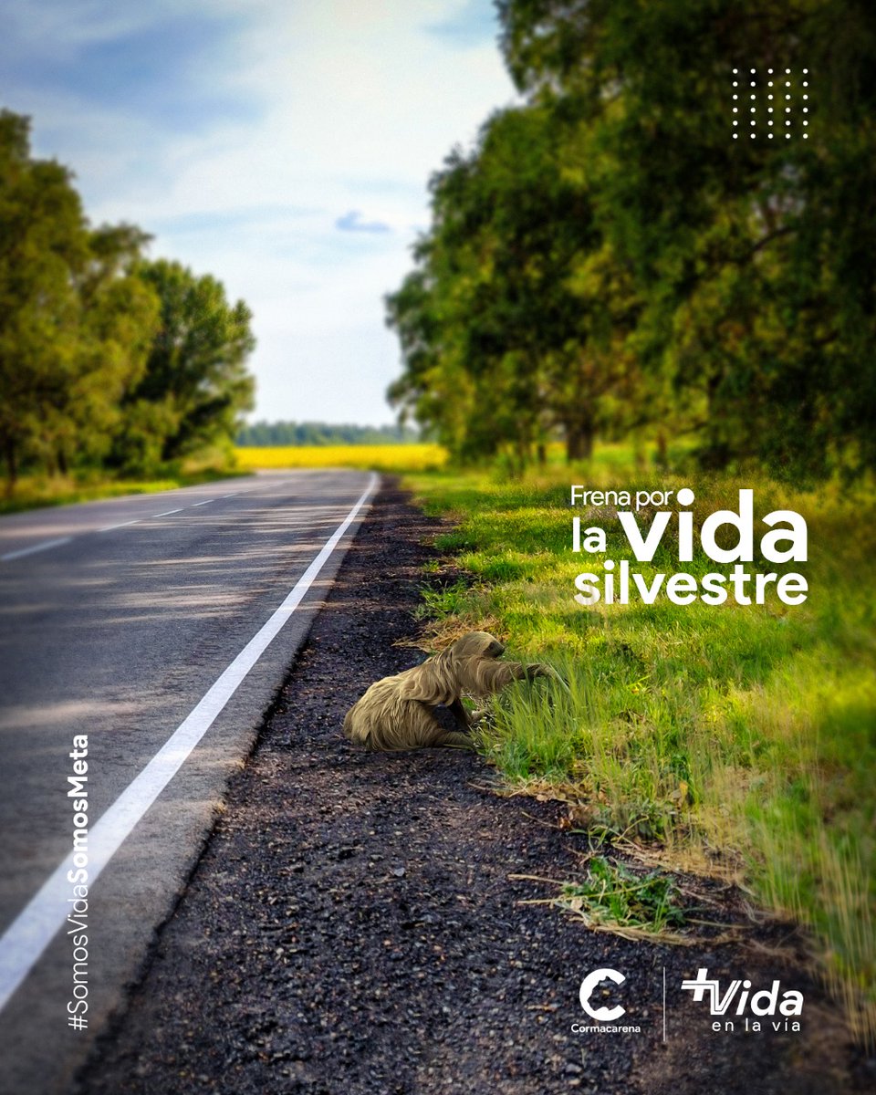 Cormacarena tweet media