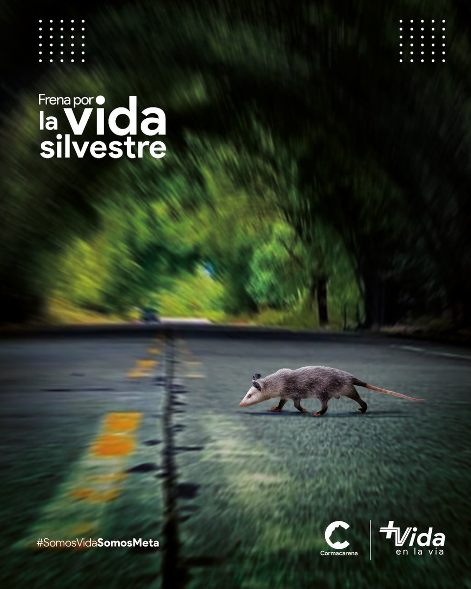 Cormacarena tweet media