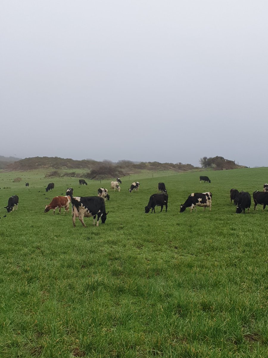2pintpaddy's tweet photo. Cows back out for a few hours, did a slight bit of poaching near the gap of the previous block I laid out for them. But im confident it will recover.
Back fence is crucial at this time of the year.
#GrassToMilk2023 #BackFence @Drinaghagri #WestCork #SpringRotationalPlanner https://t.co/phzUhLtmIG