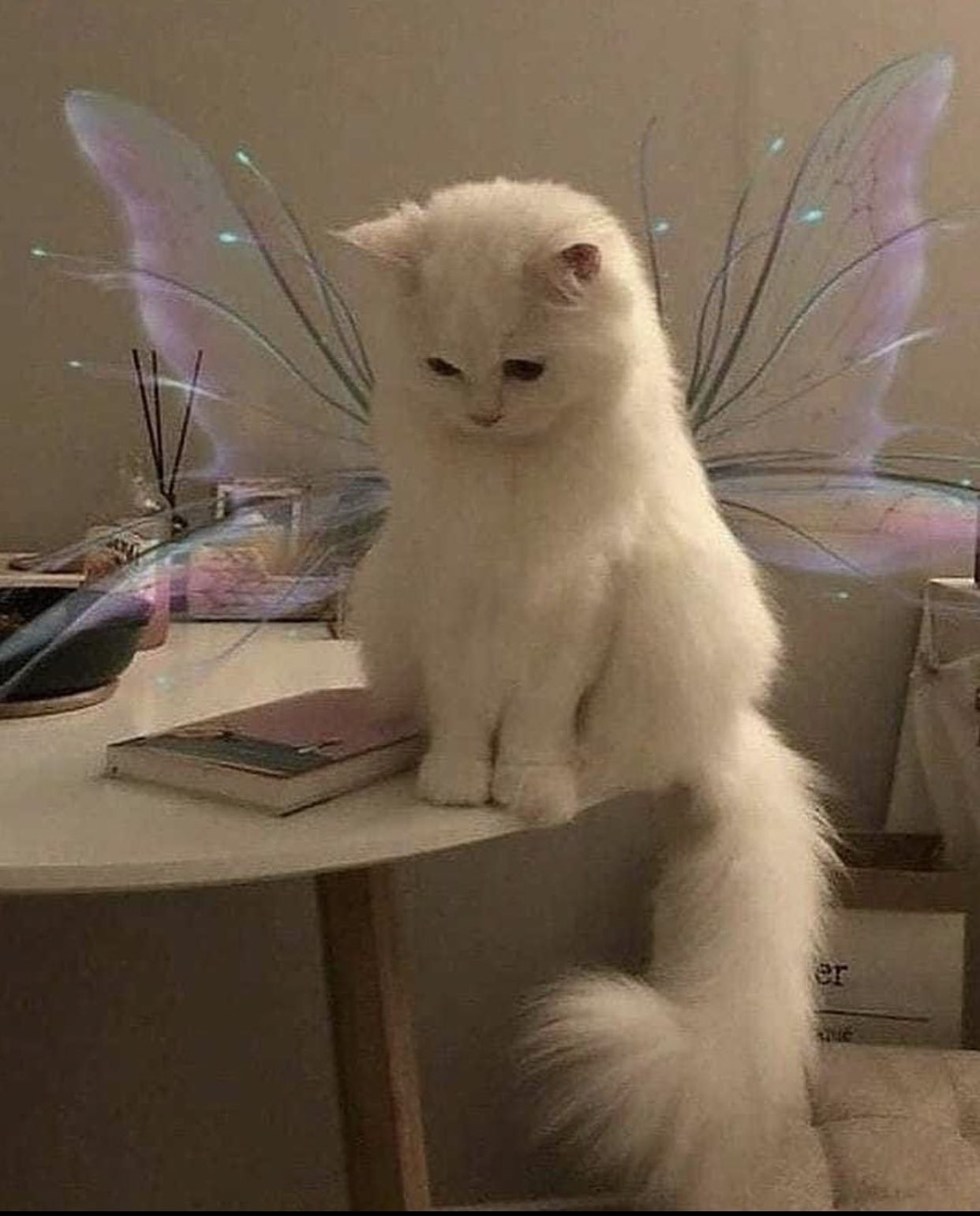 cat with confusing auras. on Twitter