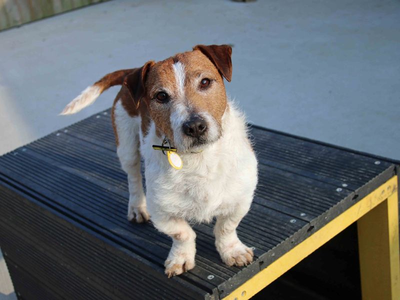 AdoptionsUk's tweet photo. Please try and retweet a few pets each day from this account to help  find homes. 

Likes are lovely but a retweet is more likely to help a pet find a new home. 

Many thanks for all your support 🏡🐶❤️ https://t.co/2yxk78TAmH