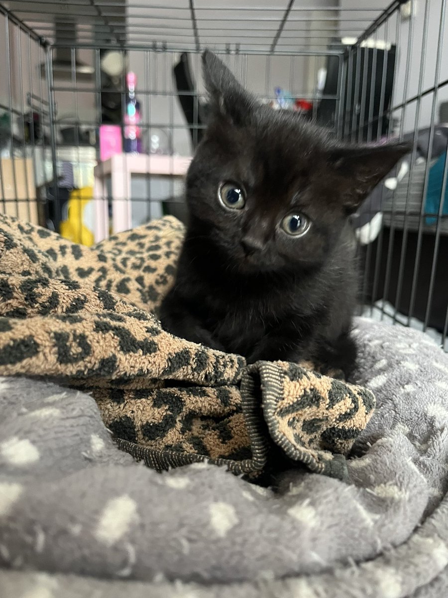 Tami_A's tweet photo. Welcome to the family Narcissa. Hopefully you and Bellatrix become firm friends!! #kitten #blackcat https://t.co/YvaxjfOSlL