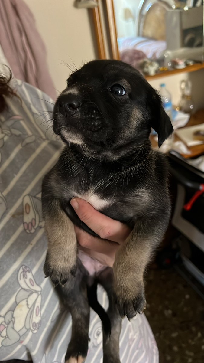 Son 10. Listos para dar amor en una nueva casa.