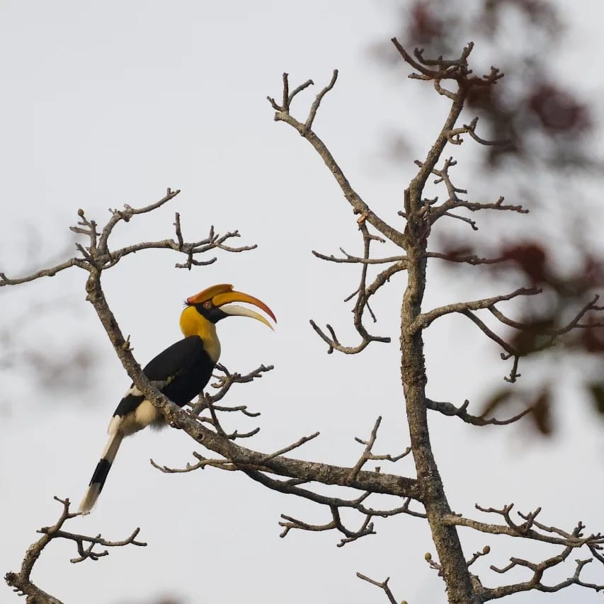 BRT TIGER RESERVE tweet media