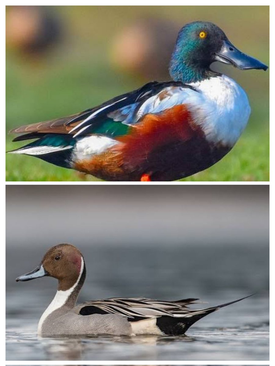 BRT TIGER RESERVE tweet media