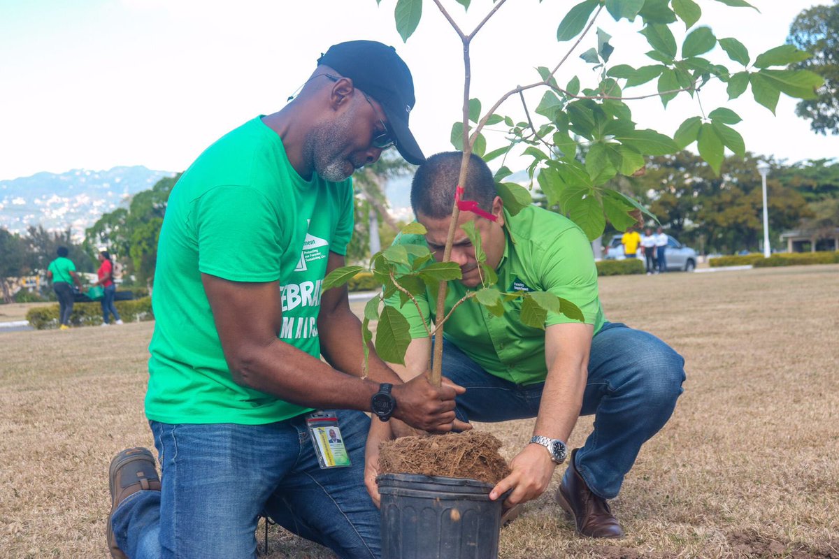 matthewsamuda's tweet photo. The Team from the @ForestryDeptJa also started the process of planting over 100 trees on Government lands including Jamaica 🇯🇲 House & nearby the NIF Property.
Pt3.
@ForestryDeptJa @megjc_jm
#NetGainInTreeCover #NTPI
#Ornamentals #FruitTrees #UrbanForests https://t.co/EnZPO75fdR