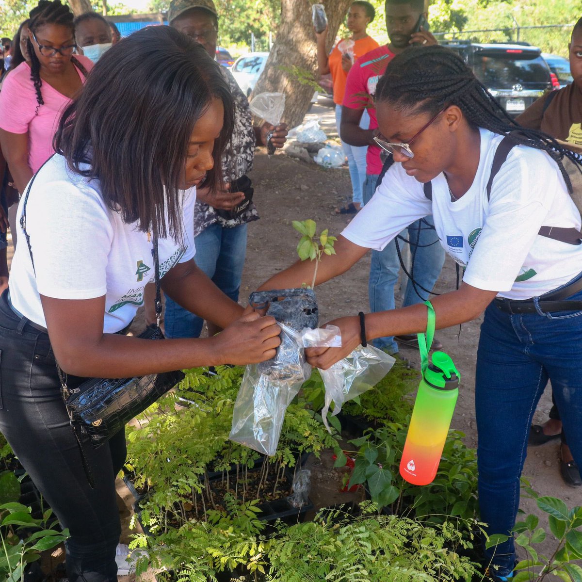 matthewsamuda's tweet photo. We chose this area because of the need for increased tree cover both because of recent infrastructure developments & because of the expected impact of road widening which will come later this year.
@ForestryDeptJa @megjc_jm
#NetGainInTreeCover #NTPI
#Ornamentals #FruitTrees https://t.co/BVoIXBYZ3m