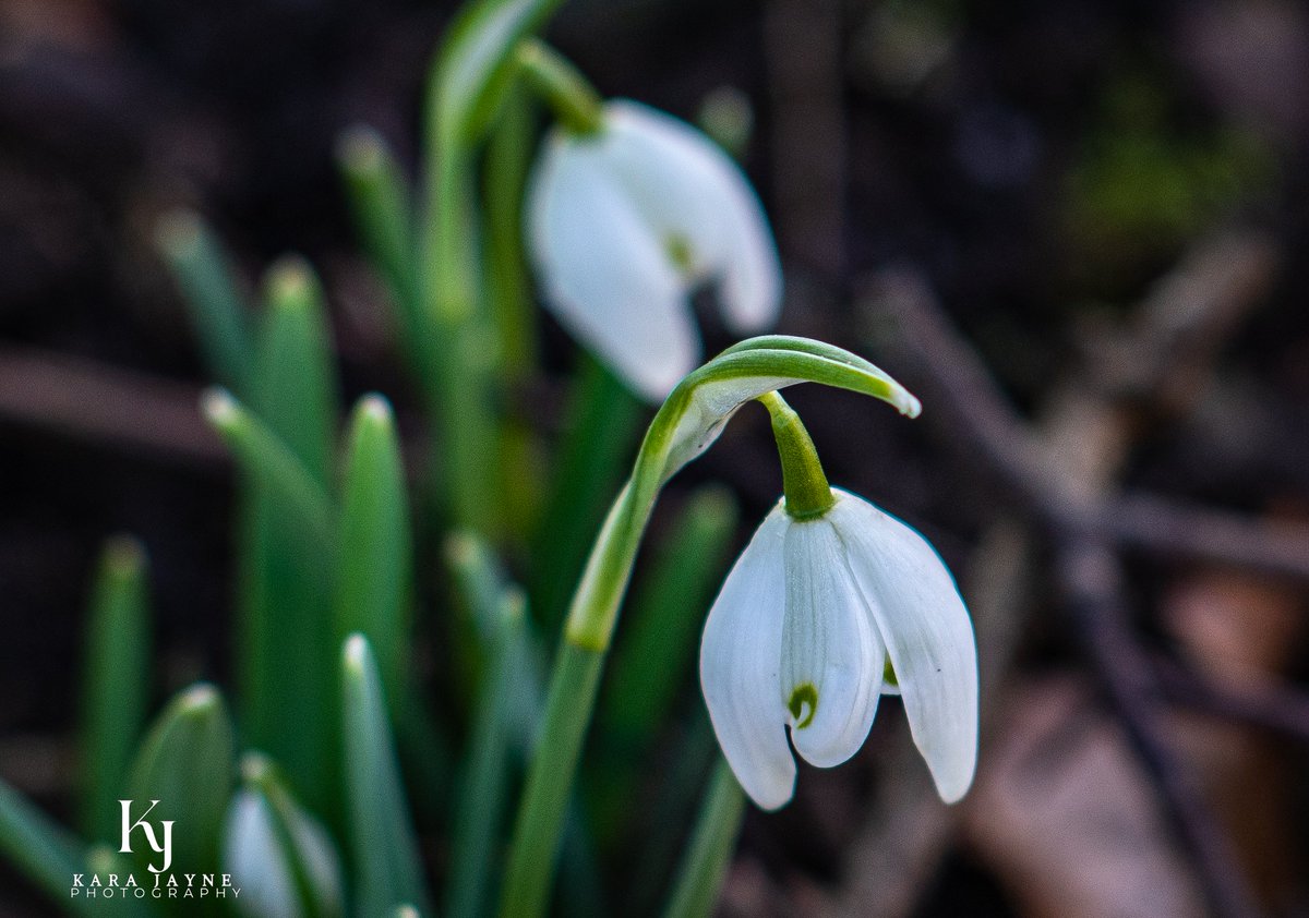 I've found snowdrops in the garden #Nature #Photography #Snowdrops #Spring #Gardenphotography