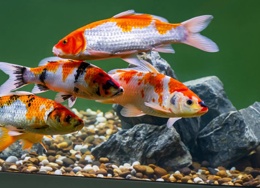 pulseunity69's tweet photo. Come and join our new group on the #socialmedia platform for #koi #Koipond #KoiFishing #KoiLove #CarpKingdom #Nishikigoi #KoiKeeping #KoiEmpire #KoiMania #CarpEmpire #KoiLife
https://t.co/THLZLQg48e https://t.co/O2S1tIBxvs