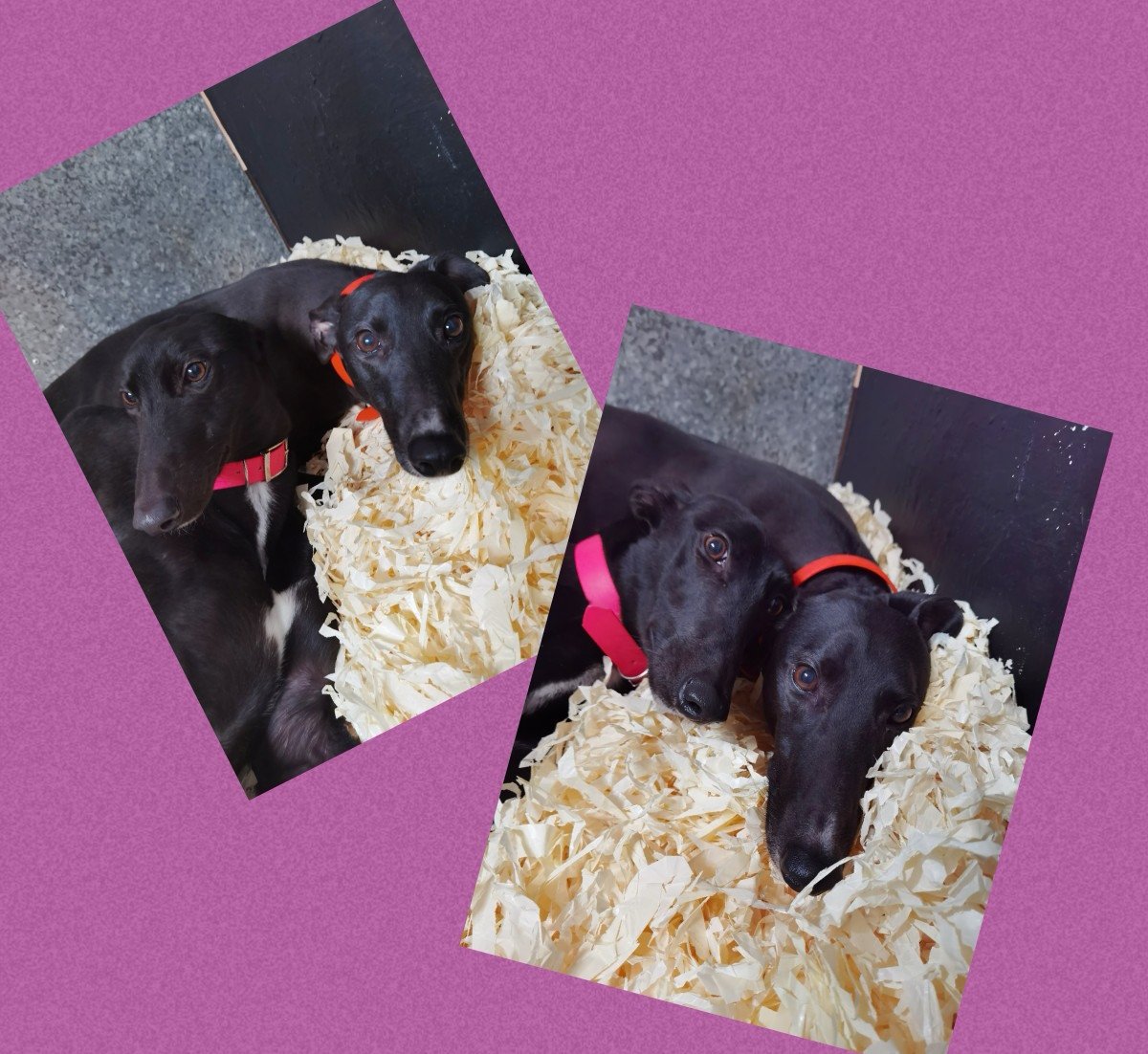 adachikennels's tweet photo. These two are just the cutest 💗💗

#LivelyDee #BeamingDuchess https://t.co/VBQvGErwyh