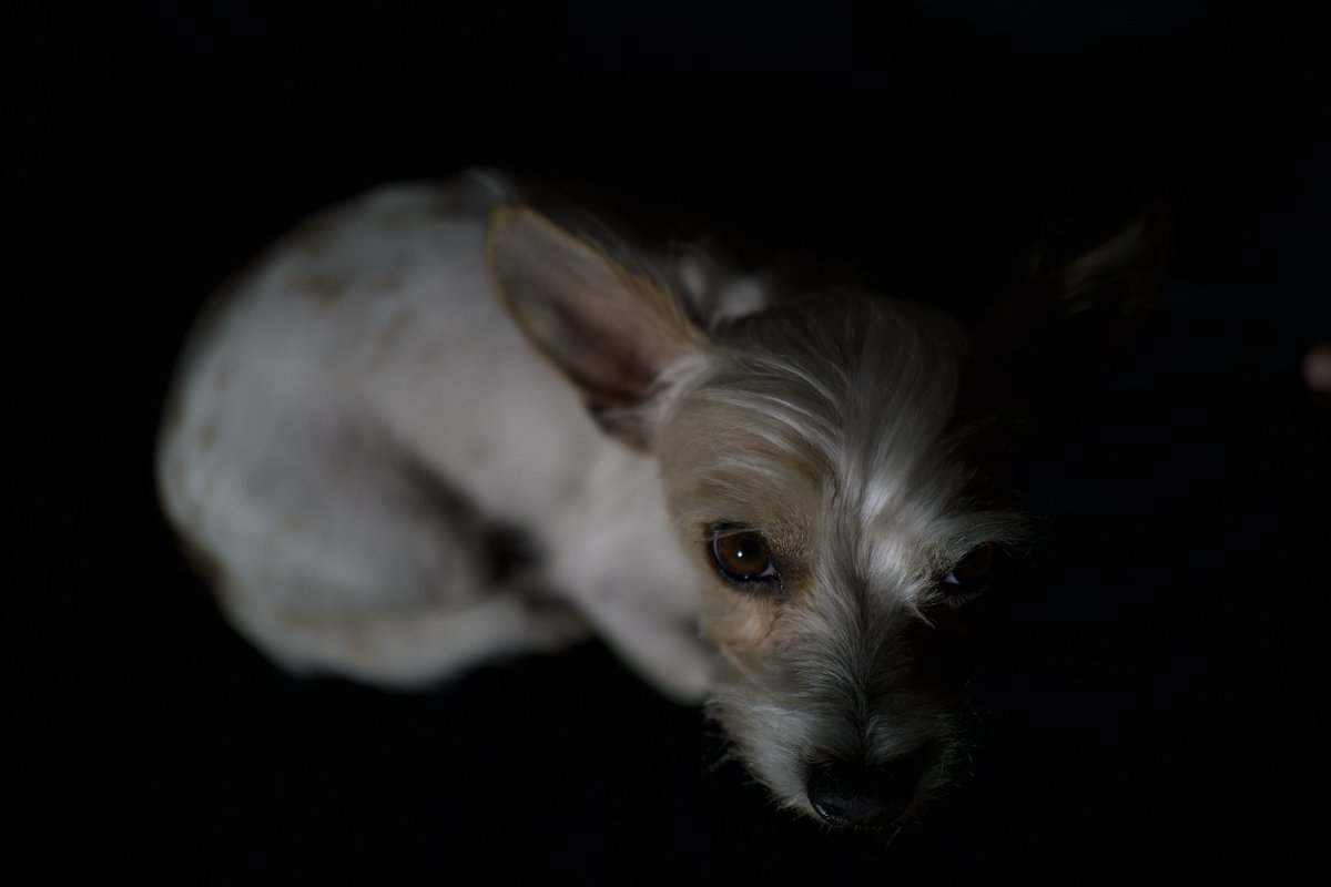 SimplyHook3d's tweet photo. I’m constantly torn between B&amp;W and color! Any other photographers feel the same exact way? #photography #photooftheday #DogsofTwittter #LeicaQ2 
#Leica https://t.co/e4Q9blh9mH