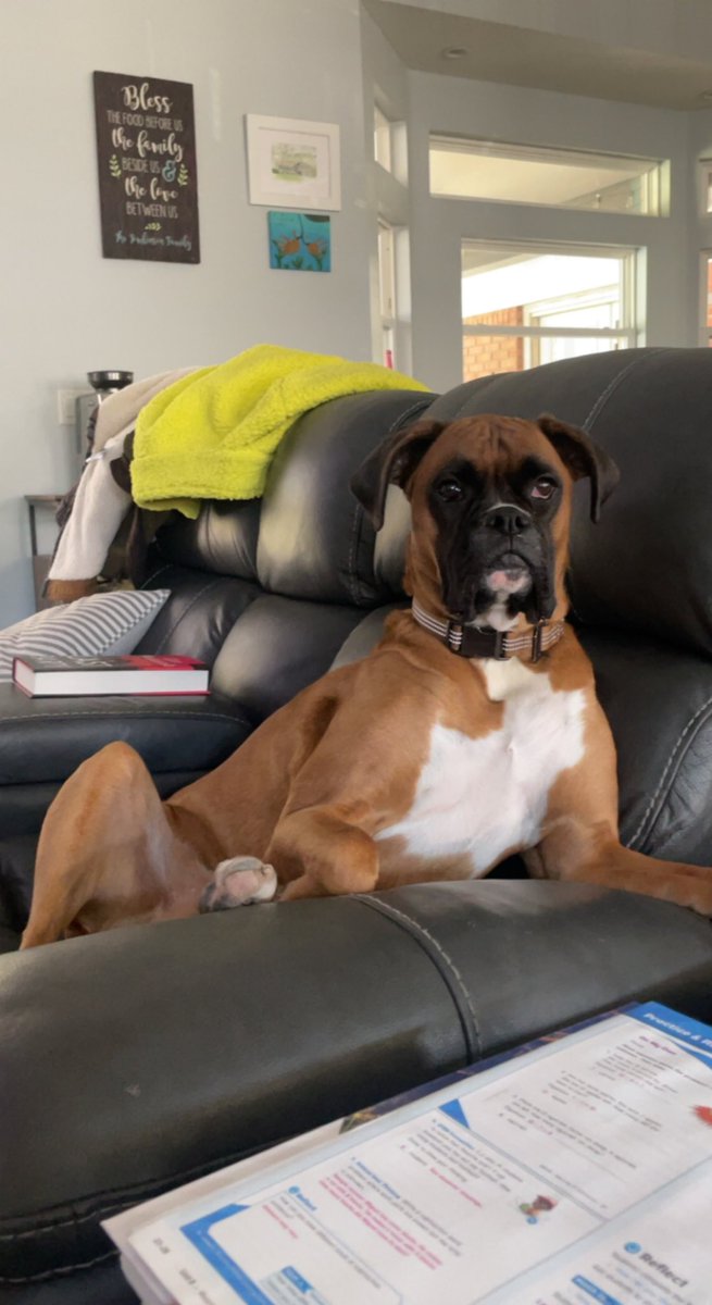TomlinsonIlyssa's tweet image. Sir William is fully annoyed that working on weekends is not fair. Snuggles always come first #boxerdog #teachertwitter #weekendworking 🙄