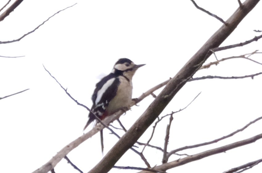 The star of our #BigGardenBirdWatch at Charlton House today: a great spotted woodpecker 🤩 @Charltonfriends