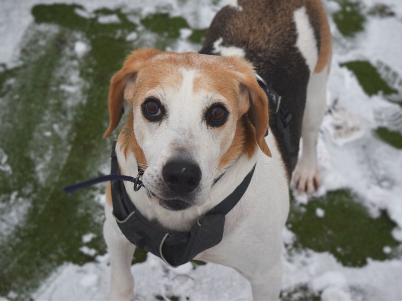 AdoptionsUk's tweet photo. Please retweet to help Vinny find a home #HAREFIELD #LONDON #UK 

Super friendly Harrier aged 8+, he needs to live with other dogs in an adult home🐶✅
He loves a cuddle ❤️
Please share, he's been over looked for a while. 
DETAILS or APPLY👇
https://t.co/K5CjsZS9c4…
#dogs https://t.co/95TtbIbWJp