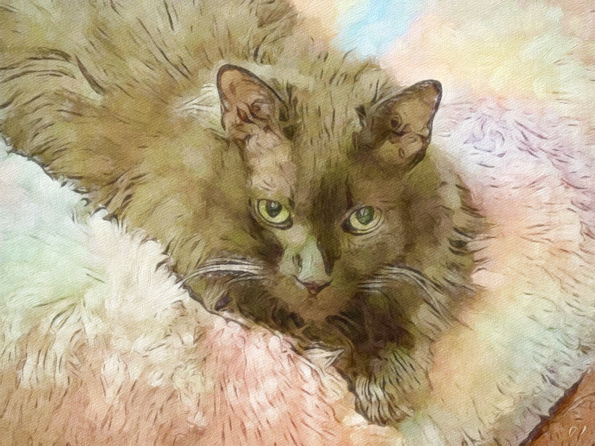 AnimalKindInt tweet picture