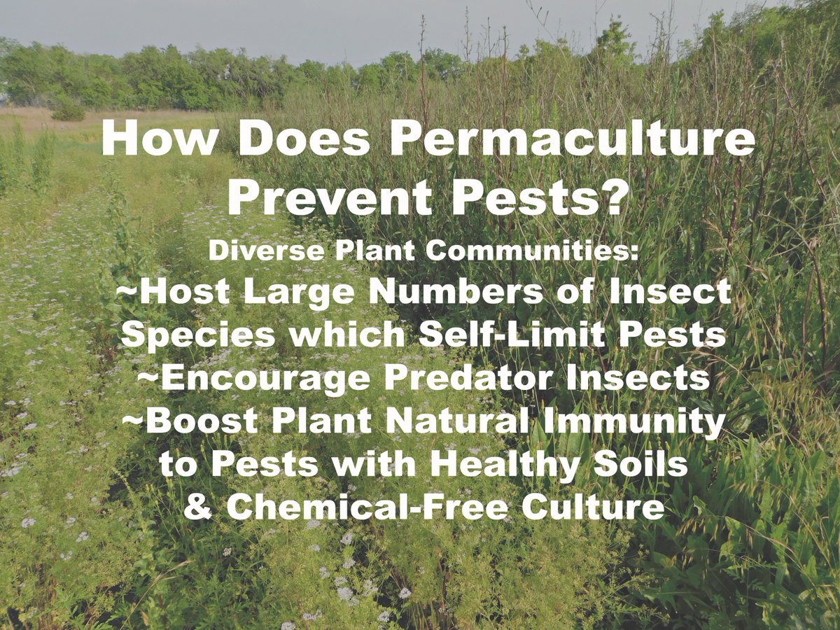 MortarPestleUSA's tweet photo. #Permaculture Prevents Need for Toxic Pesticides. There's No Need for #GMOs with Permaculture! https://t.co/jSLcbkBmn1
